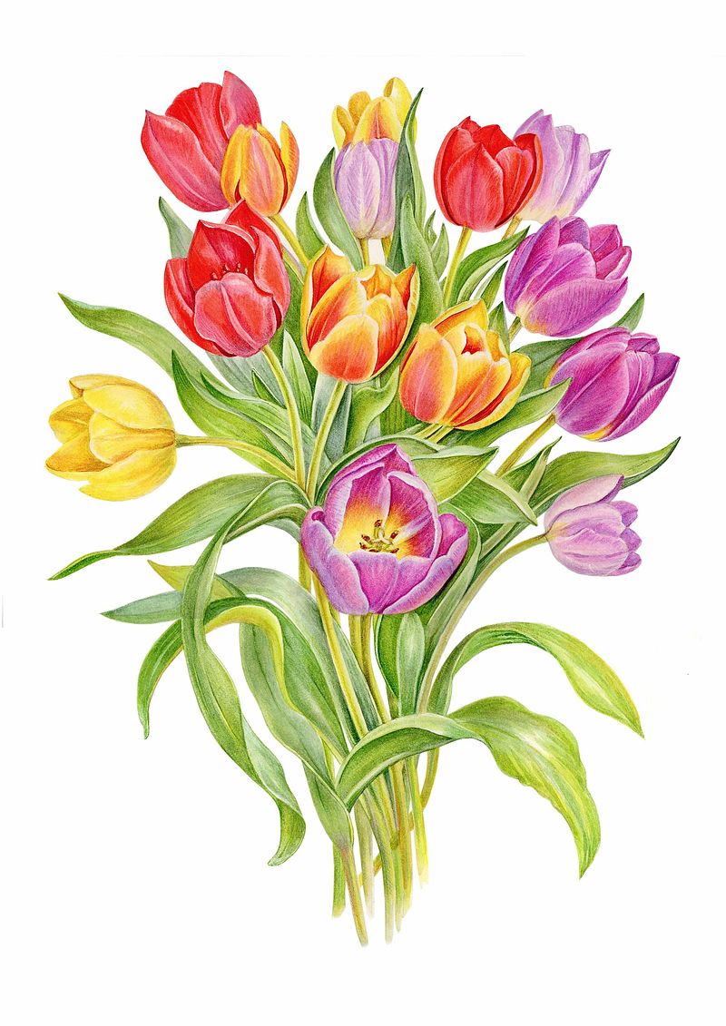 Tulip Medley Fine Art Print