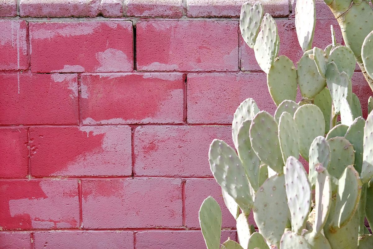Bright pink wall with contrasting green cactus plant