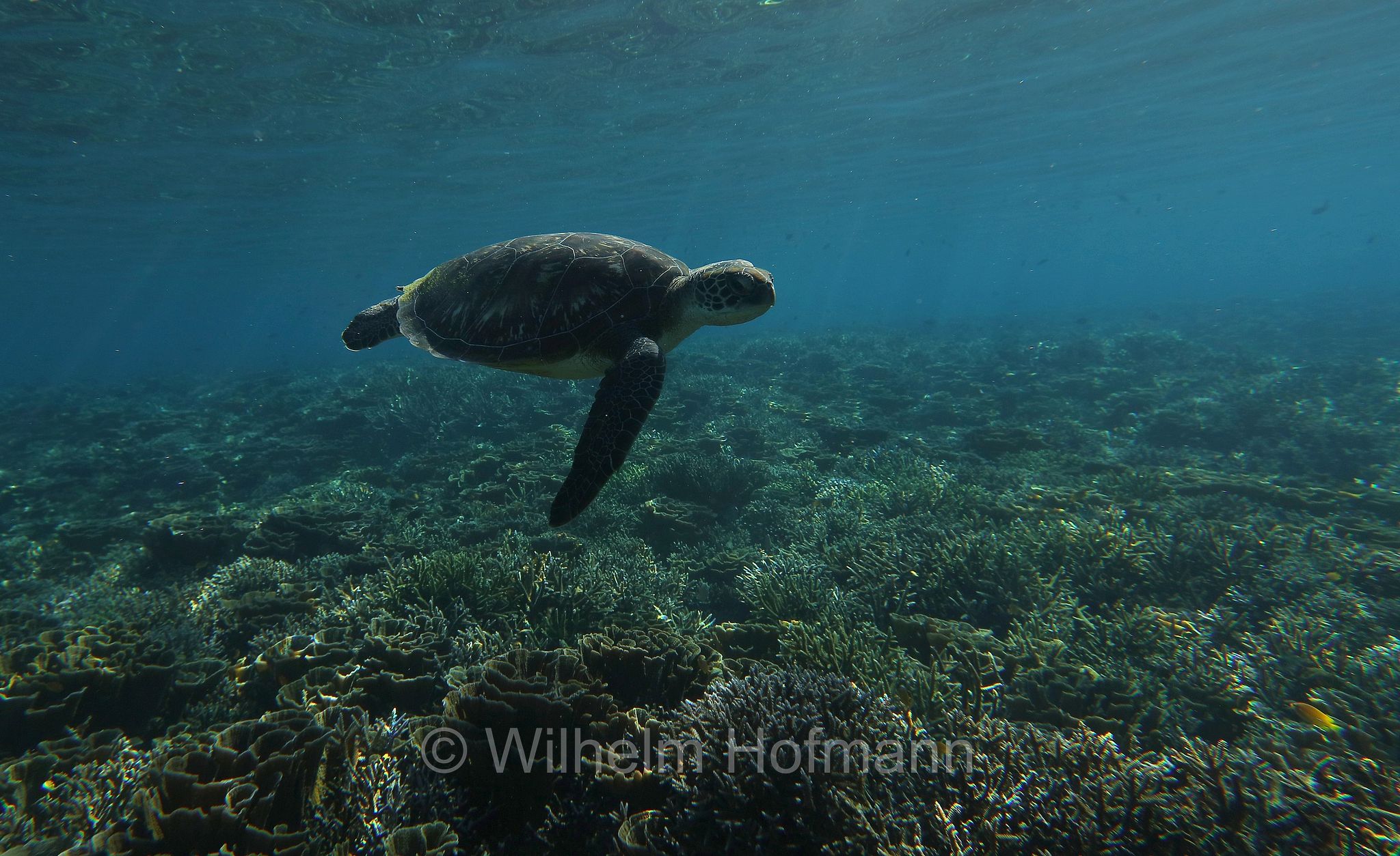 green sea turtle, green turtle, black sea turtle, Pacific green turtle, Grüne Meeresschildkröte, tartaruga verde, Chelonia mydas, Komodo Islands, Komodo, Lesser Sunda Islands, Kleine Sundainseln, Piccole Isole della Sonda, Nusa Tenggara Islands, Kepulauan Nusa Tenggara, Indonesia, Indonesien﻿, Mawan