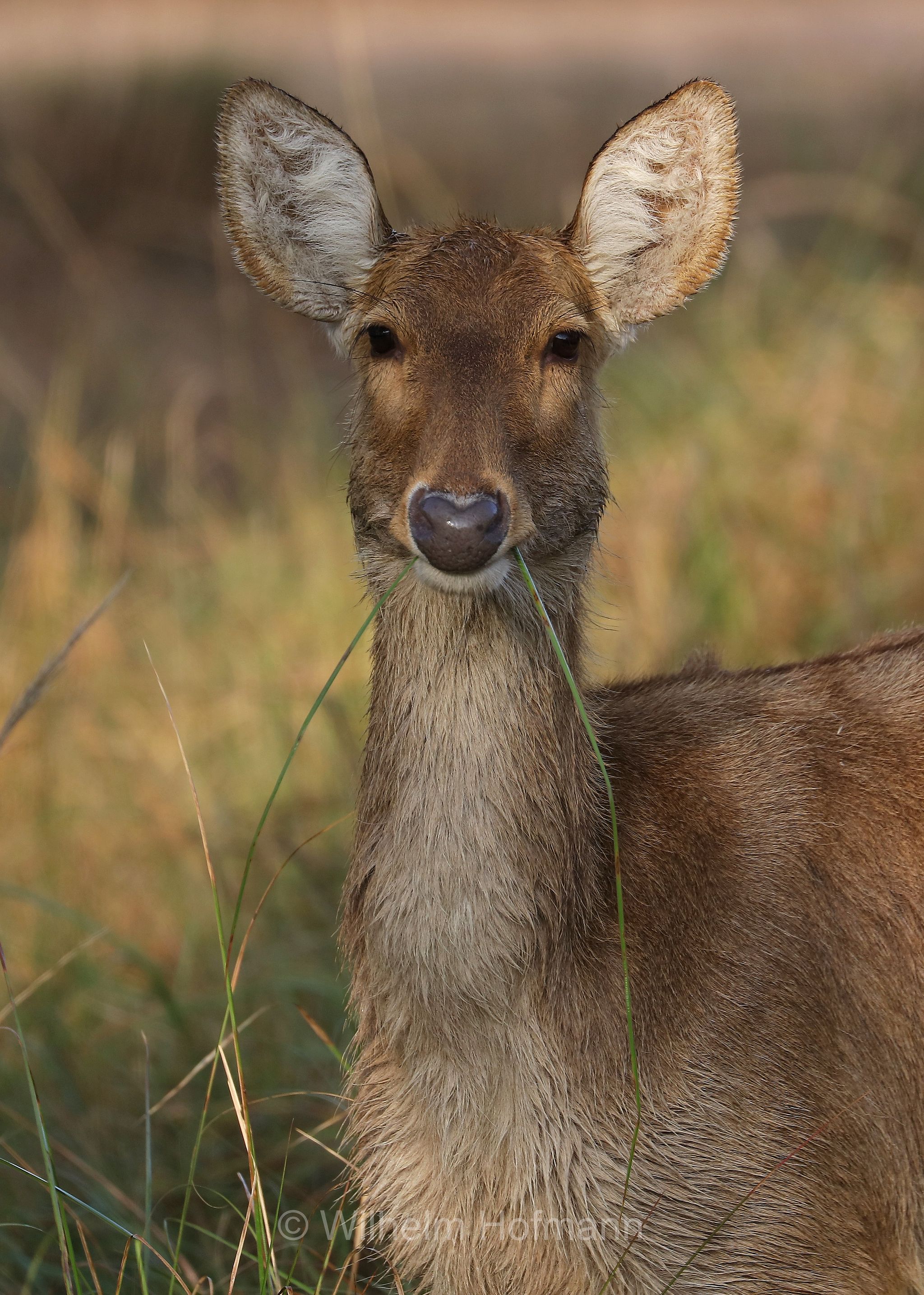 barasingha, barasinghe, swamp deer, Tiefland-Barasingha, Nordindischer Barasingha, barasinga, Rucervus duvaucelii, Kanha National Park, Kanha-Nationalpark, parco nazionale di Kanha, Madhya Pradesh, India, Indien