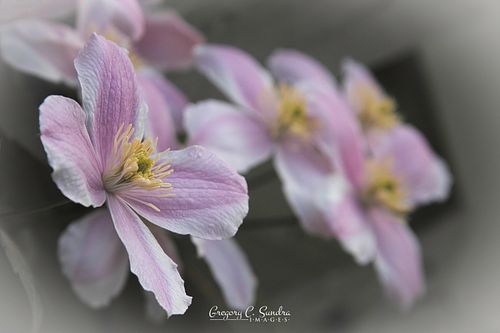 Blossoms on the Vine I