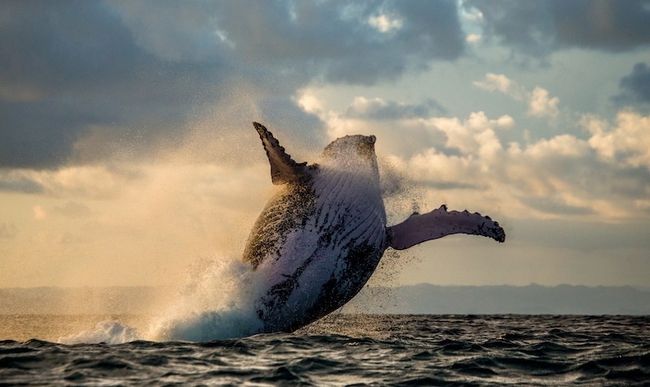 Walvis fotografie