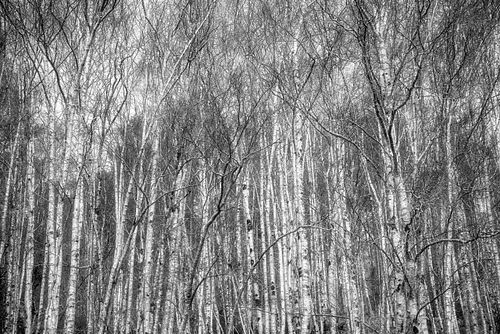 Black & White, minimalist,  forests, trees, monochromatic, tonal, texture, Dundreggan, Loch Ness, Scotland, highlands, United Kingdom, UK