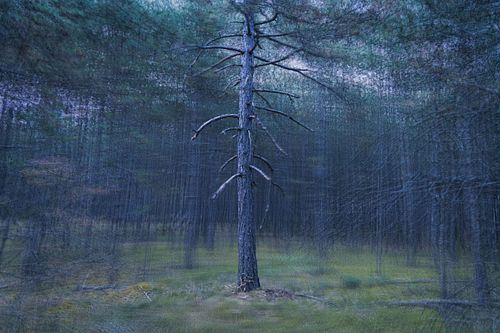 Pinus nigra – Schwarz-Kiefer