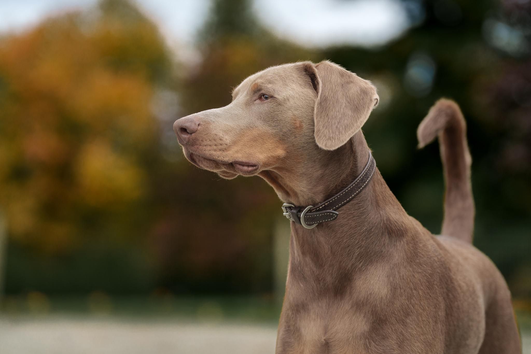 A Weimaraner at the park