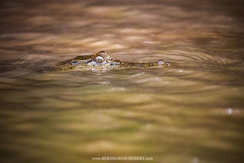 Crocodylus porosus – Leistenkrokodil