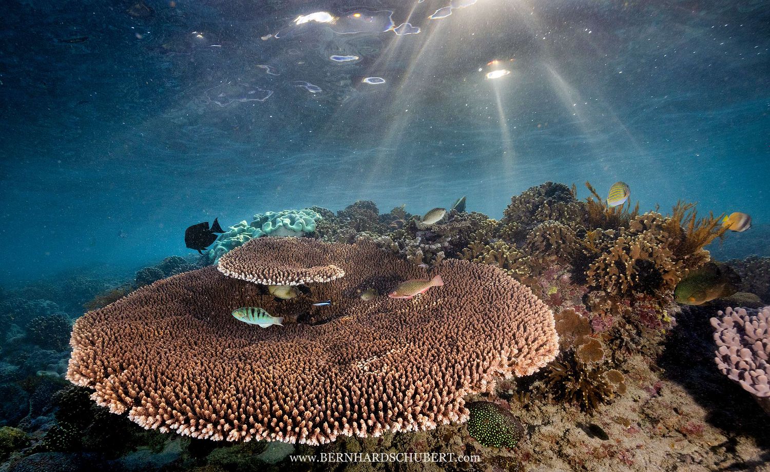 Umbrella coral