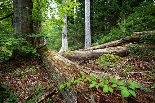 Naturwald am Seelensteig