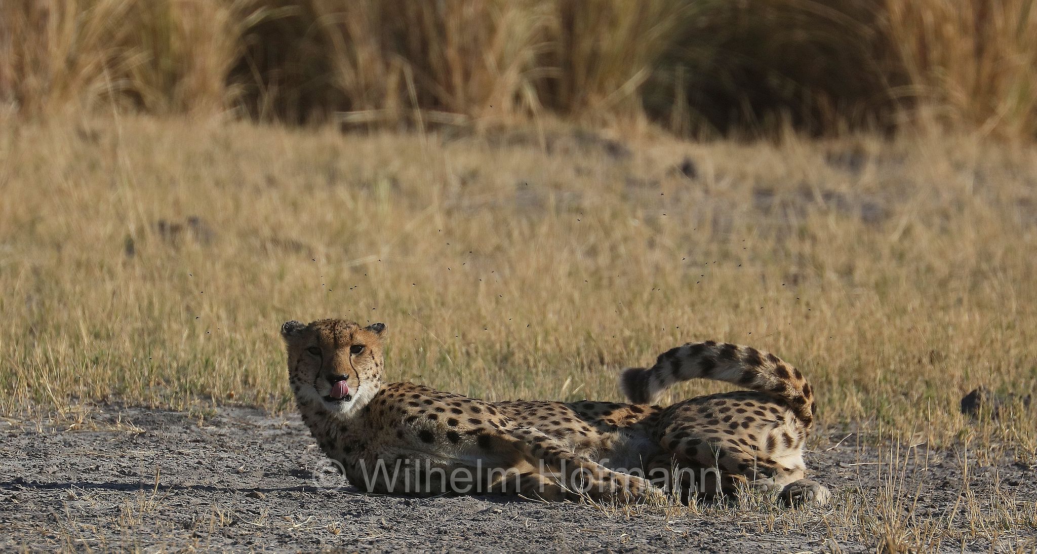 Southeast African cheetah, Südafrikanischer Gepard, ghepardo sudafricano, Acinonyx jubatus jubatus, ﻿Moremi Game Reserve, Moremi-Wildreservat, Okavango Delta, Okavango Grassland, Botswana, Republik Botsuana