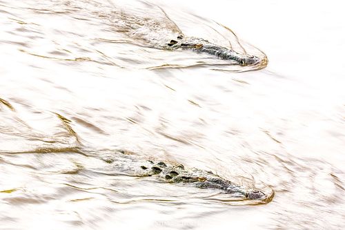 Crocodylus acutus - American crocodile