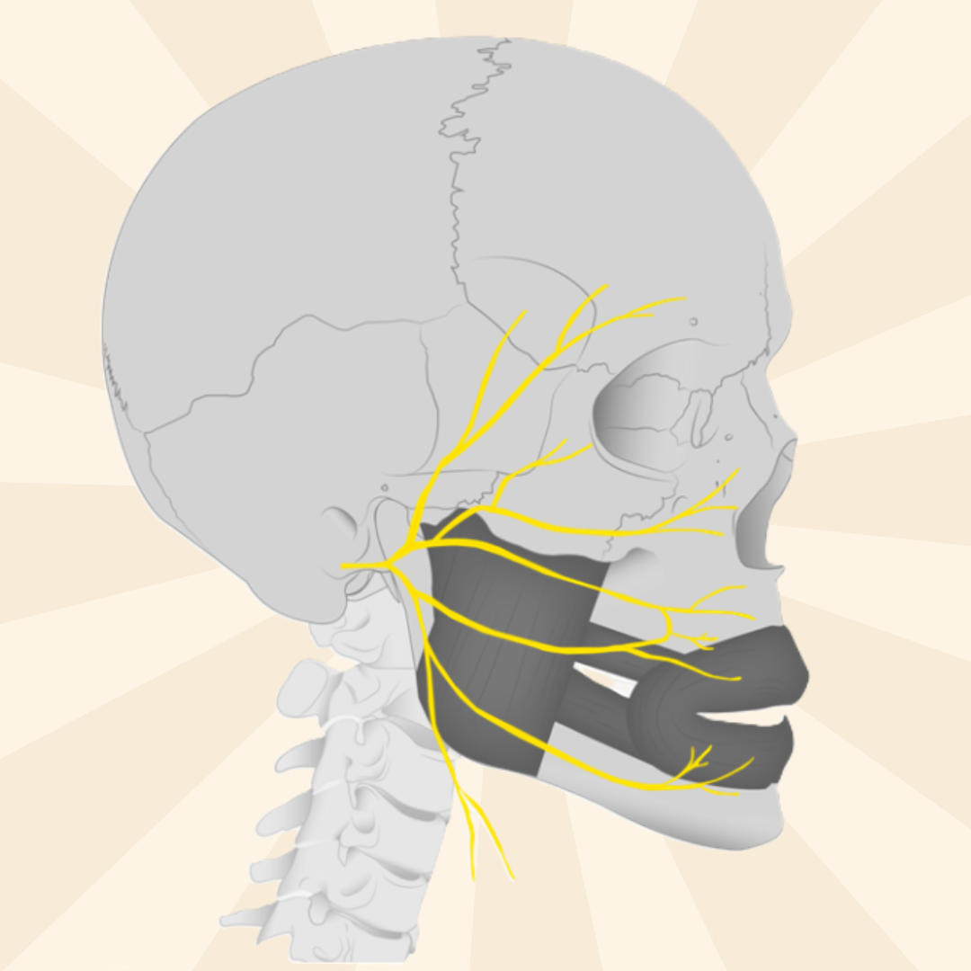 facial nerves extending to different parts of the face