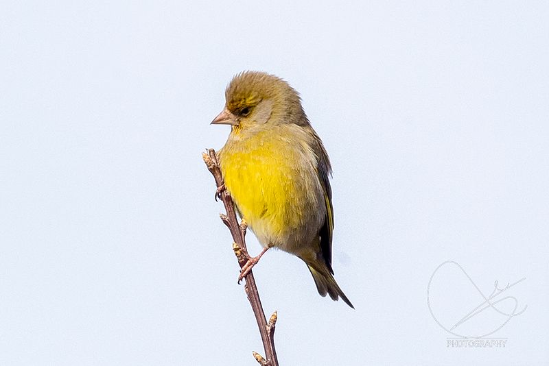 På oppdrag fredag 6. mai