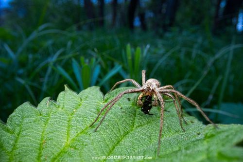 Pisaura mirabilis - European nursery web spider