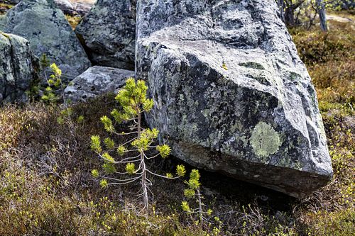 Naturwaldreservat Trillemarka