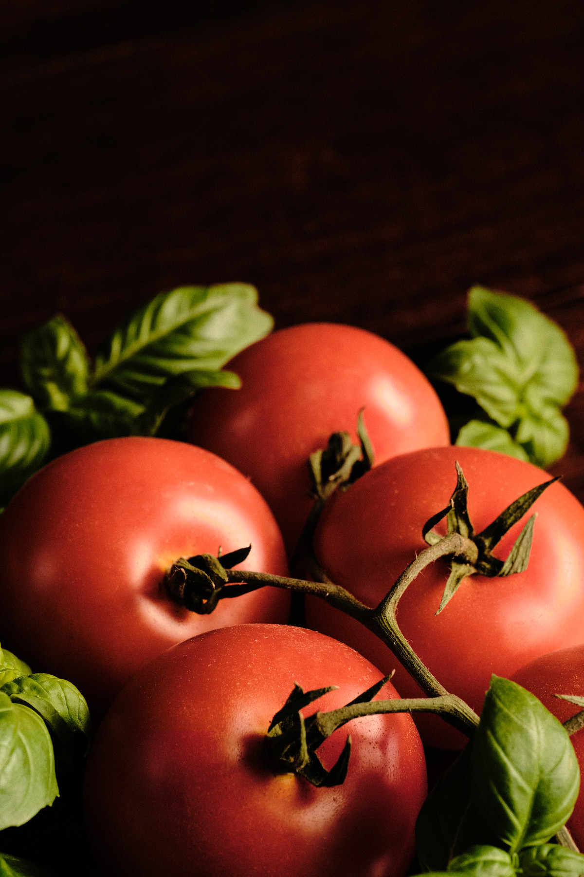 Four red tomatoes and fresh basil leaves in moody lighting.