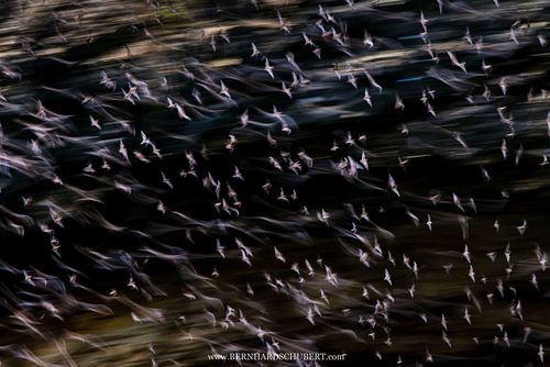 Schwärmende Fledermäuse