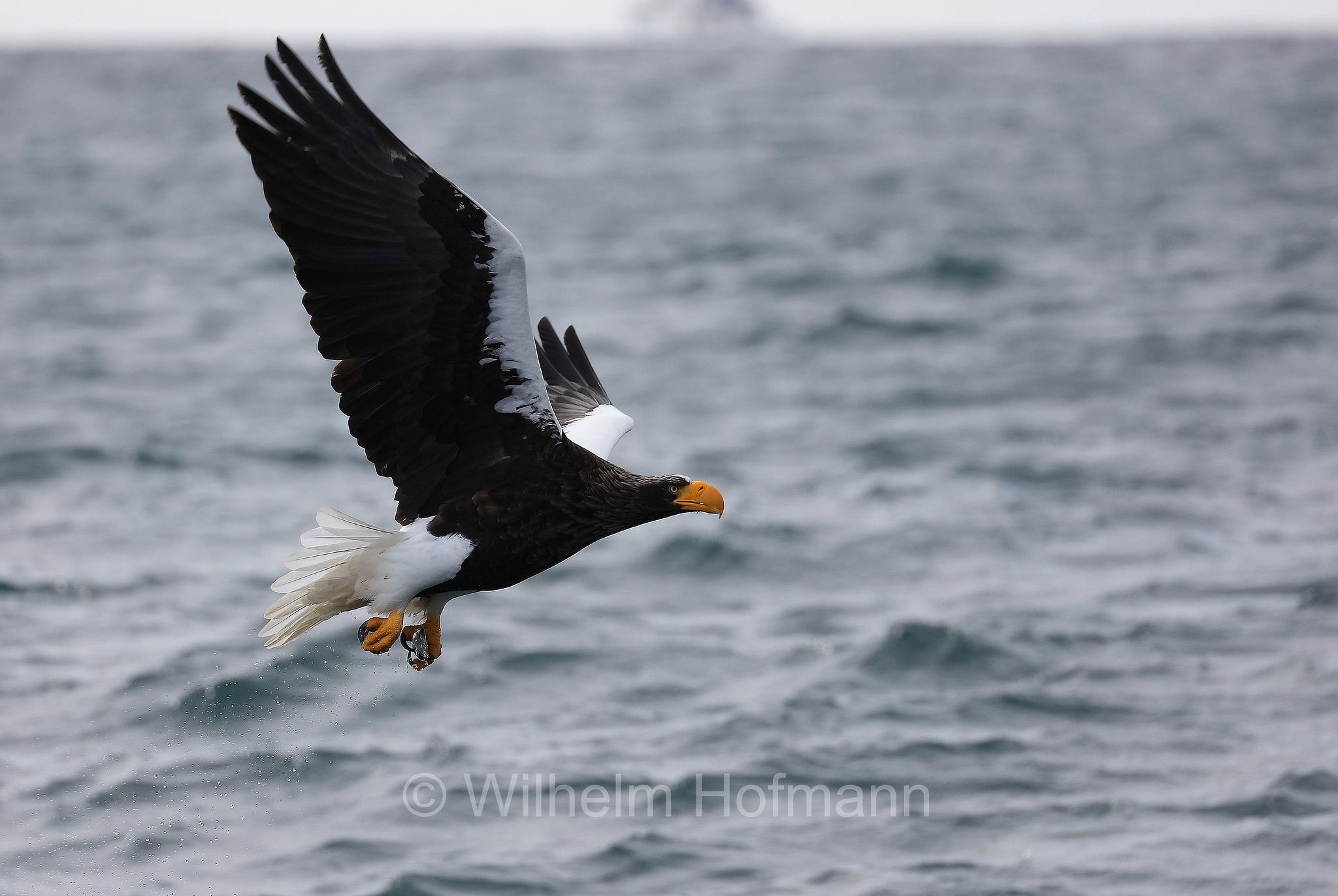 Steller's sea eagle, Pacific sea eagle, white-shouldered eagle, Riesenseeadler, aquila di mare di Steller, Haliaeetus pelagicus, Rausu, penisola di Shiretoko, Shiretoko Peninsula, Shiretoko-Halbinsel, Hokkaidō, Hokkaido, Japan, Giappone