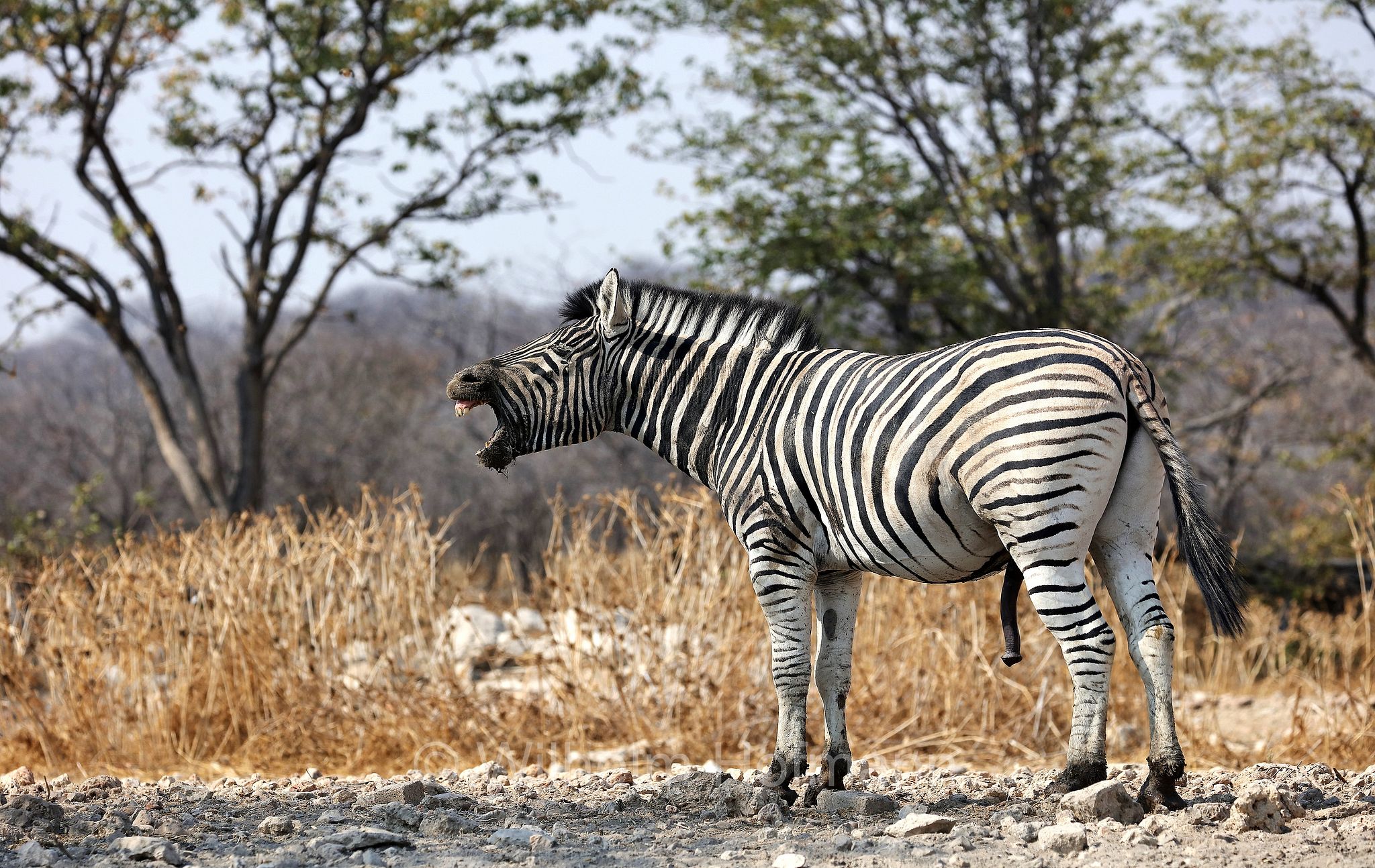 plains zebra, Steppenzebra, zebra di pianura, equus quagga, Etosha-Nationalpark, Etosha National Park, parco nazionale d'Etosha, Namibia