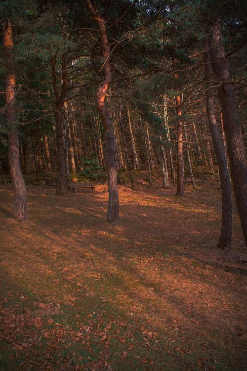 paysage cinématique lumière dorée – Azur Visual