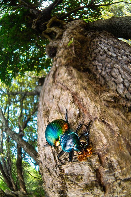 Calosoma sycophanta - Großer Puppenräuber