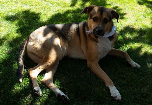 Say Hello to "Apache"