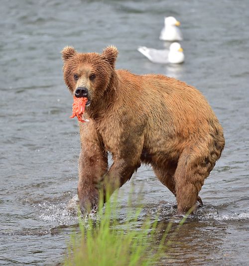 Best place for bear photography workshop & tour in the US.  Located in Katmai National Park, Brooks Camp, Brooks Falls, & Kodiak, Alaska, United States.
