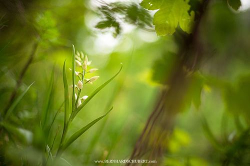 Cephalanthera longifolia - Narrow-leaved helleborine