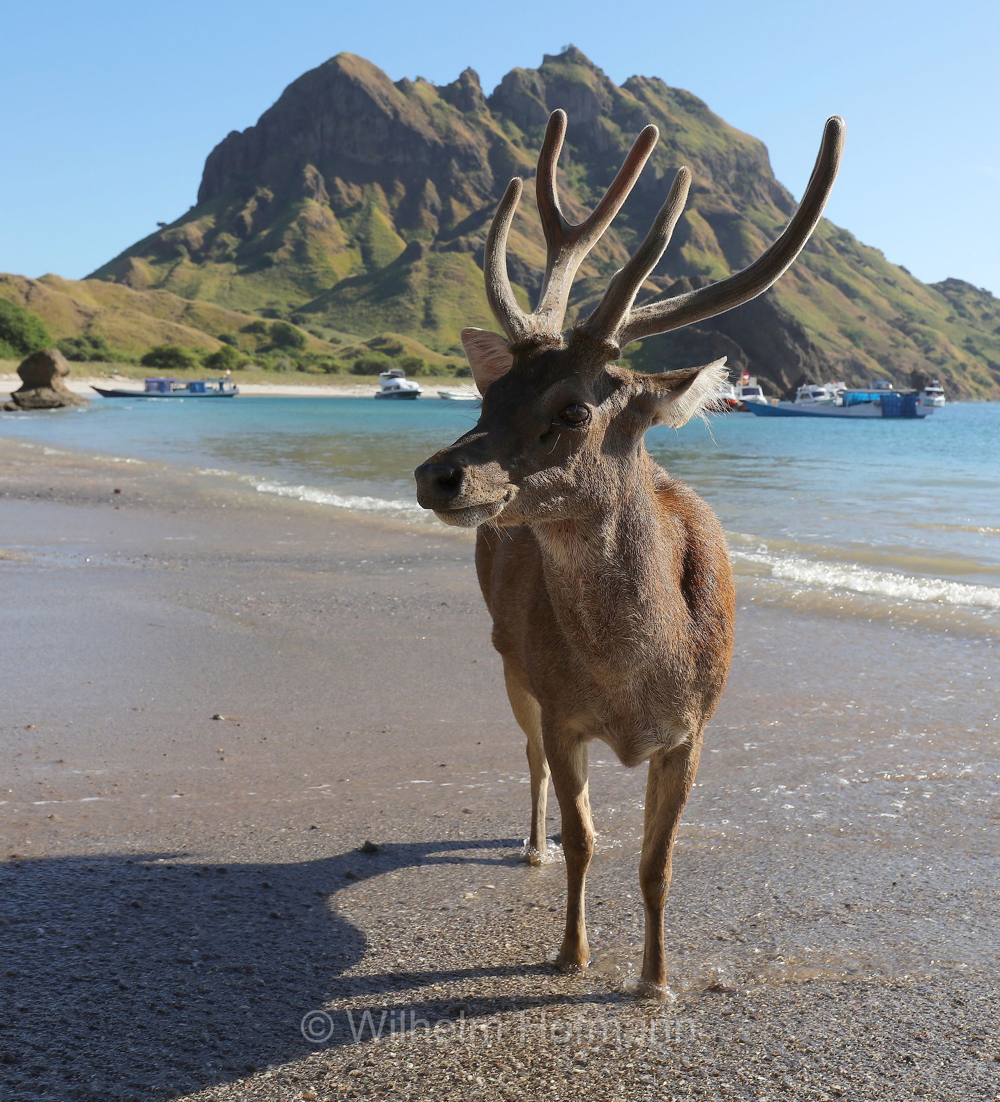 Javan rusa, Sunda sambar, Mähnenhirsch, Rusa, sambar dalla criniera, Rusa timorensis, Cervus timorensis, Pulau Padar, Padar Island, Padar, Pada, Komodo Islands, Komodo, Lesser Sunda Islands, Kleine Sundainseln, Piccole Isole della Sonda, Nusa Tenggara Islands, Kepulauan Nusa Tenggara, Indonesia, Indonesien