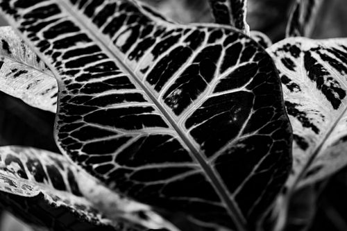Büten auf dem Oeschberg