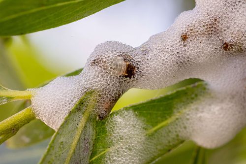 Aphrophora salicina - Willow spittlebug