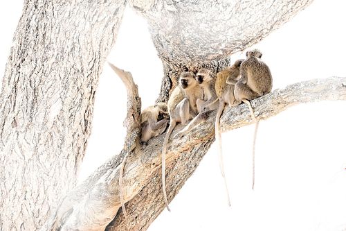 Singes sur fond blanc au Kenya