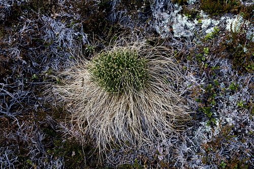 Naturwaldreservat Trillemarka