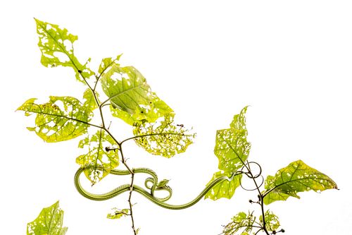 Ahaetulla prasina – Asiatische Peitschennatter