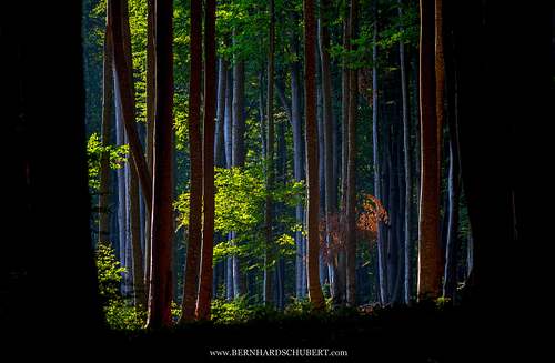 Magical forest