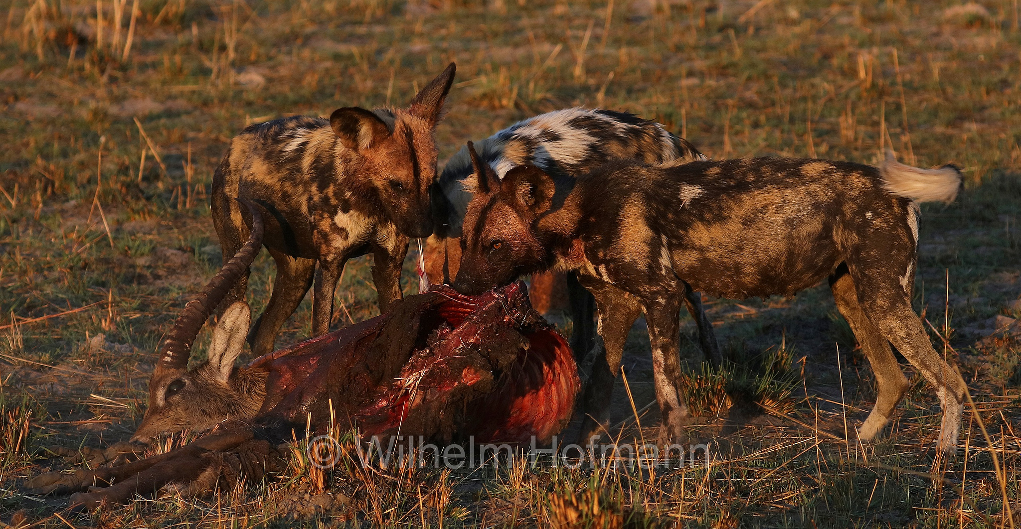 African wild dog, painted dog, Cape hunting dog, Afrikanischer Wildhund, licaone, cane selvatico africano, Lycaon pictus, Moremi Game Reserve, Moremi-Wildreservat, Okavango Delta, Okavango Grassland, Botswana, Republik Botsuana