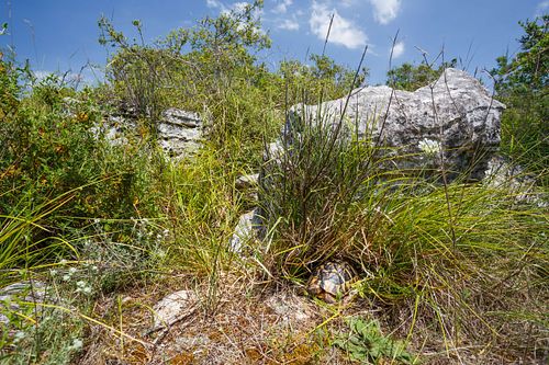 Testudo hermanni – Griechische Landschildkröte