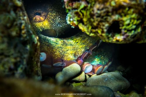 Octopus vulgaris – Gewöhnlicher Krake