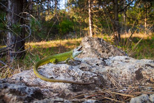 Lacerta viridis - European Green Lizard