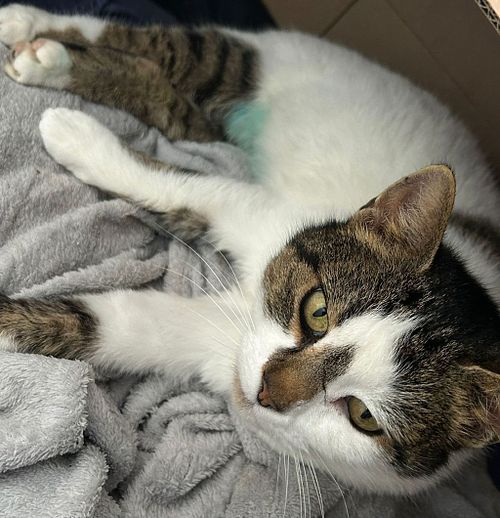 Boți (aprox. 3.5-4 ani)