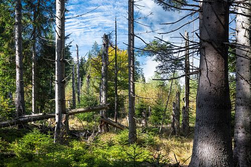 Naturwald in der Steinerau