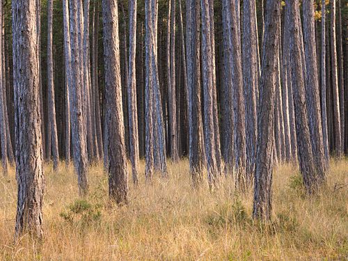 Pinus nigra – Schwarz-Kiefer