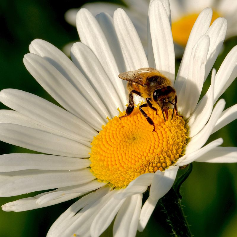 L'abeille, un insecte social surprenant 🐝
