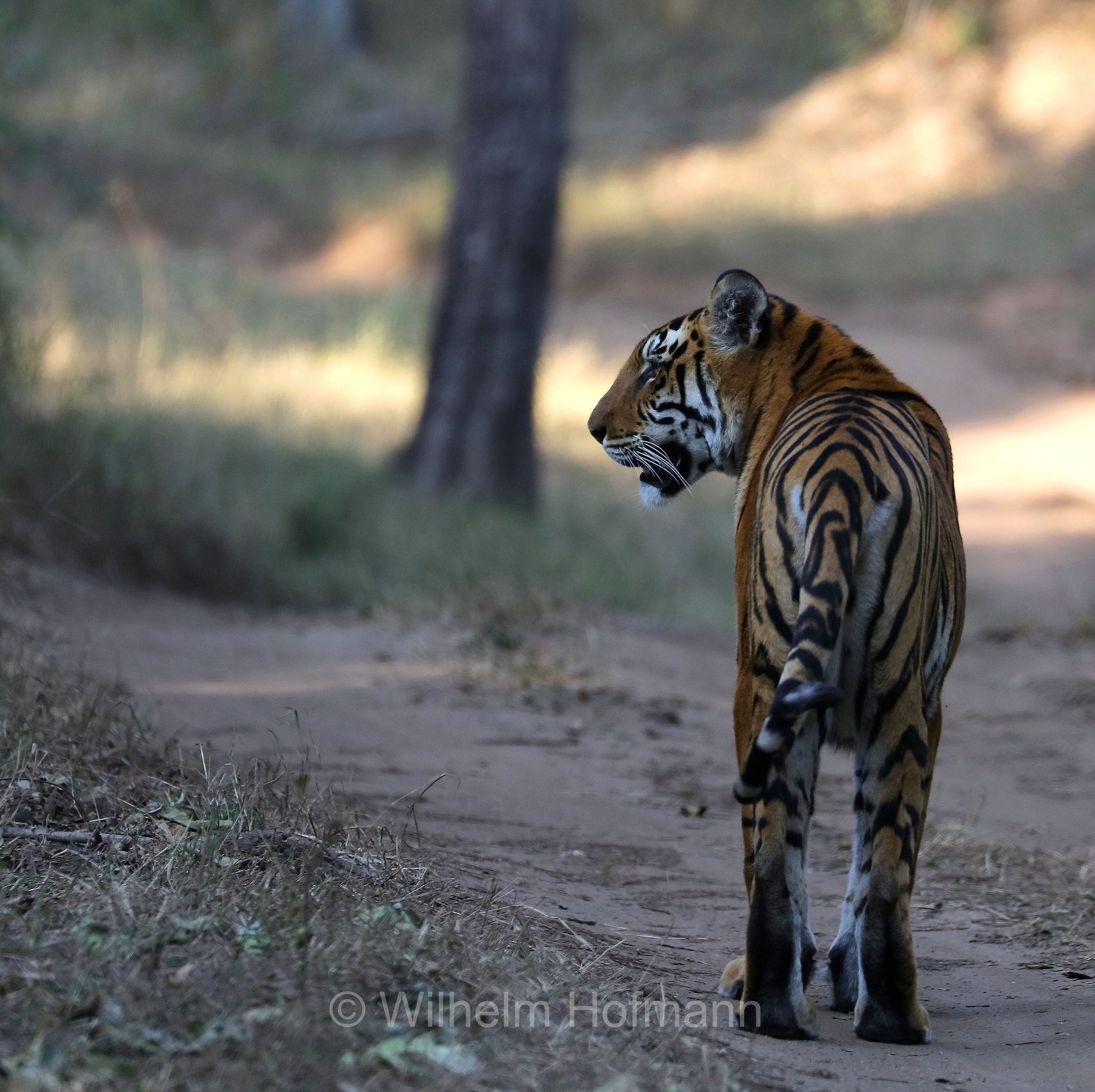 Bengal tiger, Königstiger, Bengal-Tiger, Indischer Tiger, tigre del Bengala, tigre reale del Bengala, Panthera tigris tigris, Kanha National Park, Kanha-Nationalpark, parco nazionale di Kanha, Madhya Pradesh, India, Indien, Kisli Zone