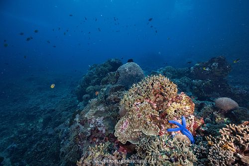 Linckia laevigata - Blauer Seestern