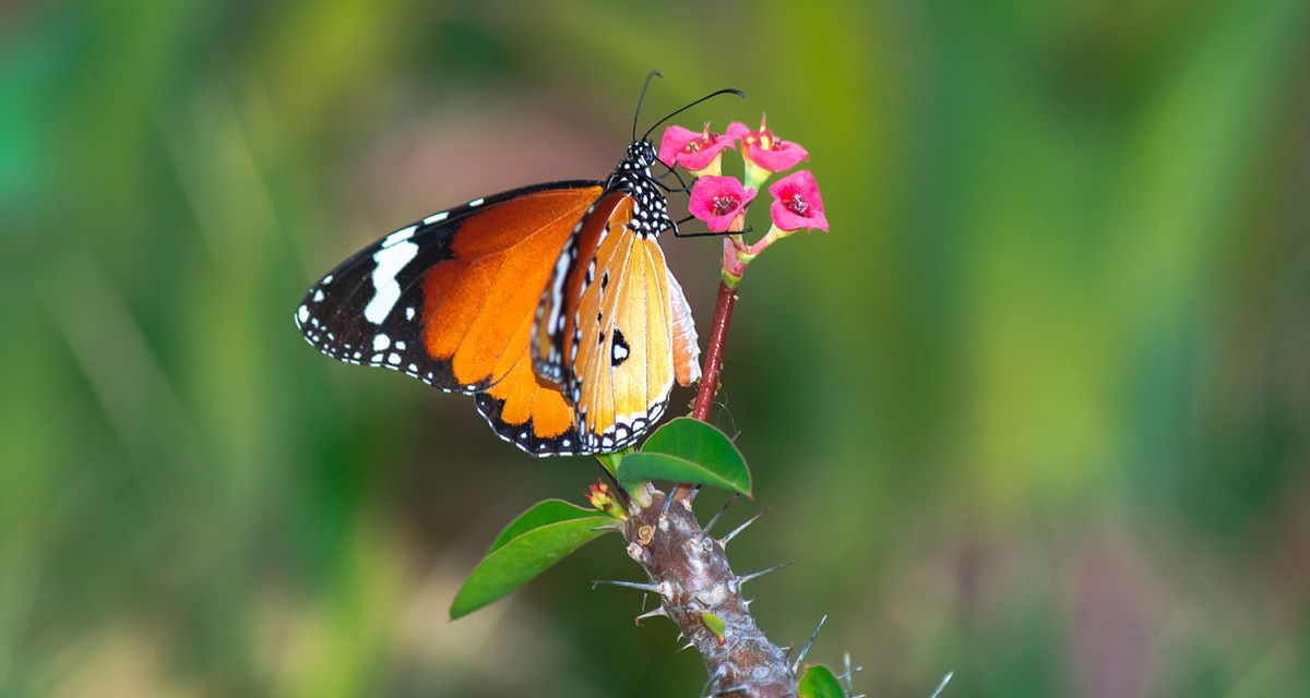 Bird, bird photography, forest jungle, macro,