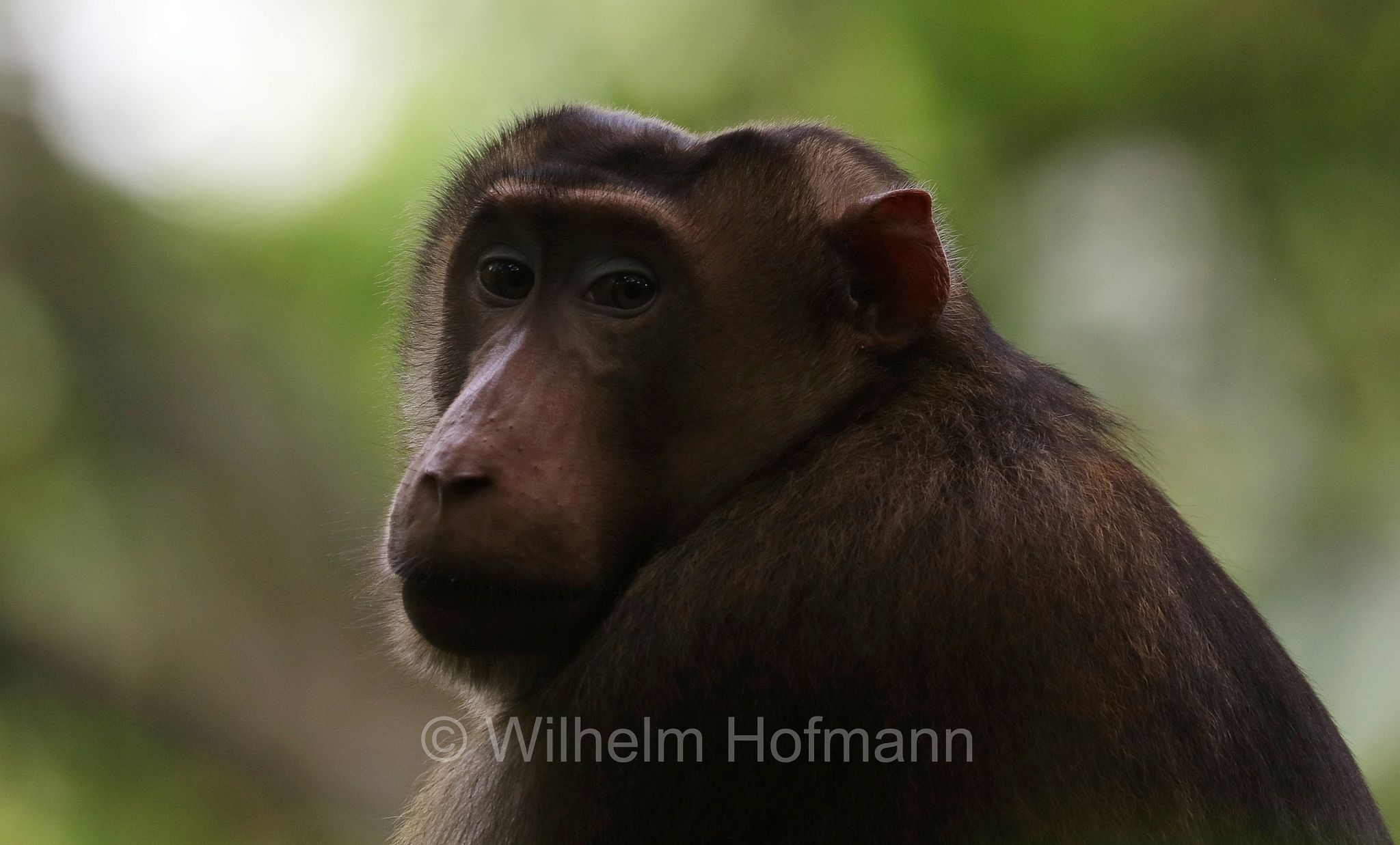 southern pig-tailed macaque, Sundaland pig-tailed macaque, Sunda pig-tailed macaque, Südlicher Schweinsaffe, macaco nemestrino, macaco coda di porco, Macaca nemestrina, Gunung Leuser National Park, Nationalpark Gunung Leuser, parco nazionale di Gunung Leuser, Bukit Lawang, Sumatra, Indonesia, Indonesien