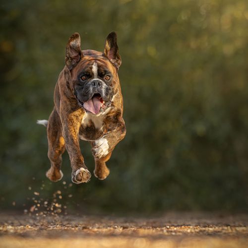 Hoe werkt een fotoshoot?