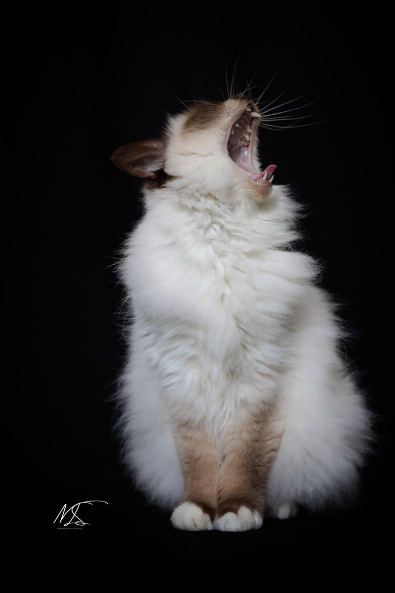 Kattenfotografie Studioshoot gapende kat ras Heilige Birmaan wit met donkere snoet, oortjes en pootjes