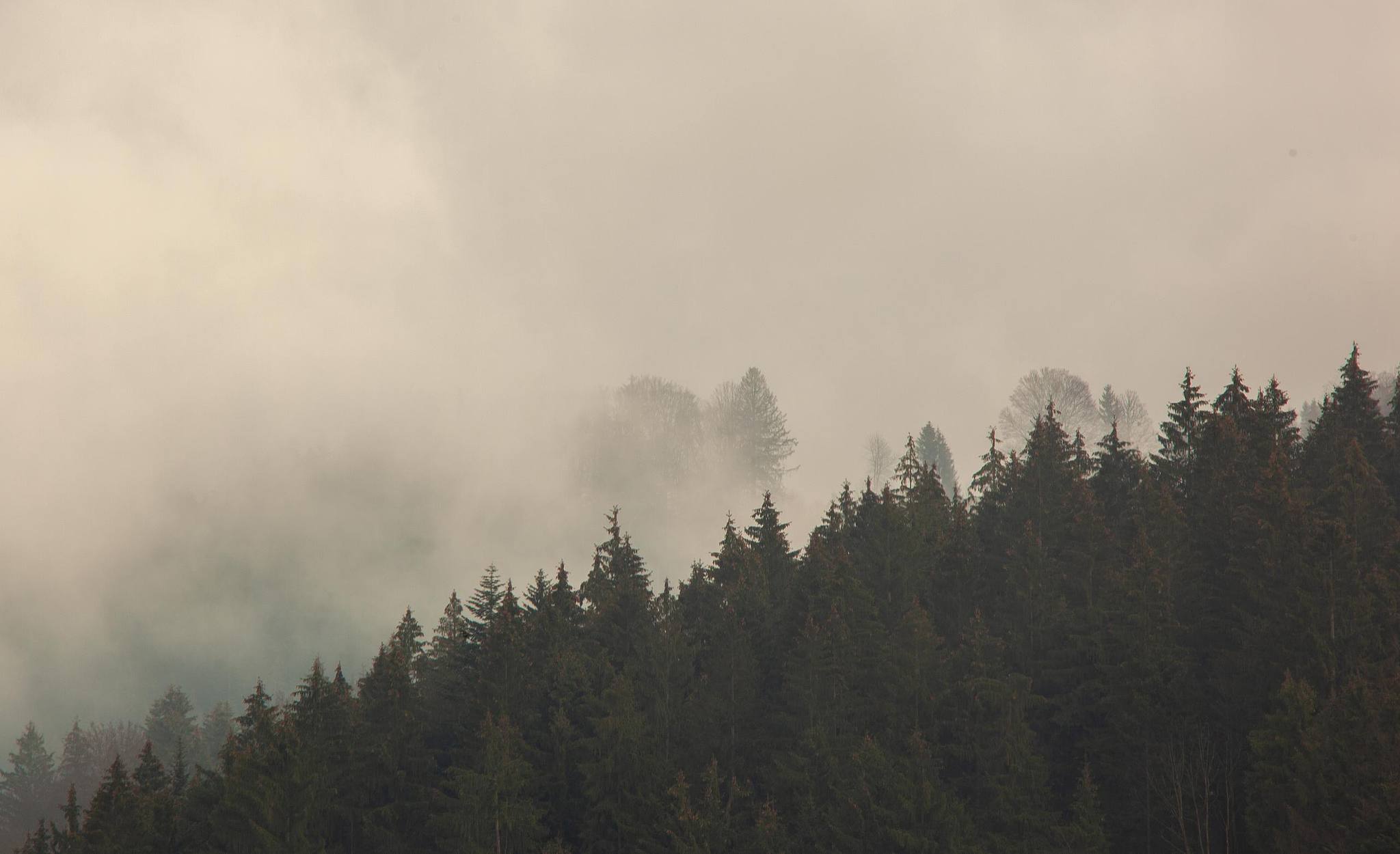 Lisière d’arbres sur fond de brume claire.