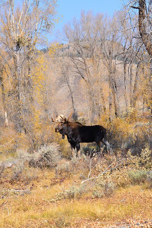 8-Day Yellowstone & Grand Teton Workshop or Tour  |  Spring - May / June;  Autumn - September / October